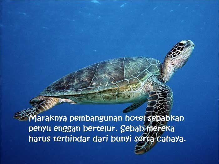 Dari sepuluh ekor penyu, hanya separuhnya saja yang mau bertelur di Derawan saat ini 