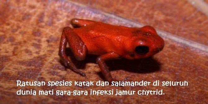 Kamu harus tahu, ini adalah ancaman terbesar atas keragaman vertebrata di dunia