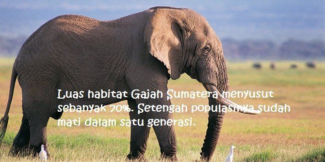 Kasus kematian gajah Sumatera masih marak. Pemerintah harus menindak tegas pembunuhnya! 