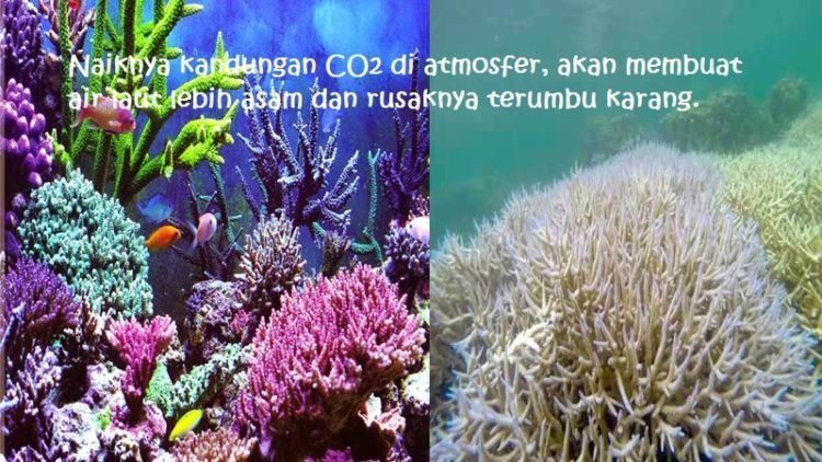 kalau kamu mau, kamu bisa meminimalkan pemakaian plastik untuk mengurangi kandungan CO2 yang naik ke atmosfer 