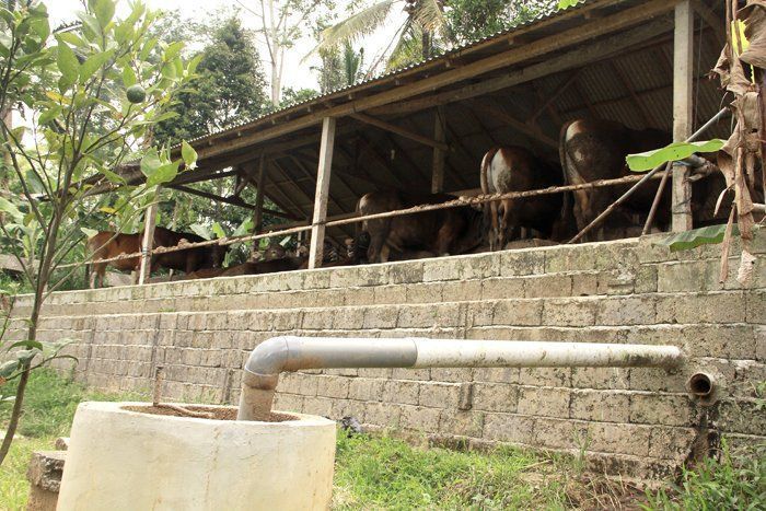 Kotoran sapi sudah nggak jadi limbah lagi