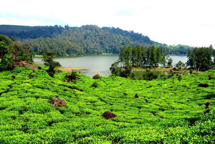 Keliling aja di kebun teh ~