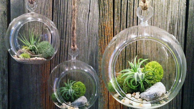 Kreasi Airplants, Tanaman Dekorasi Interior Modern Nggak Pake Ribet. Kamu Juga Bisa Bikin Sendiri