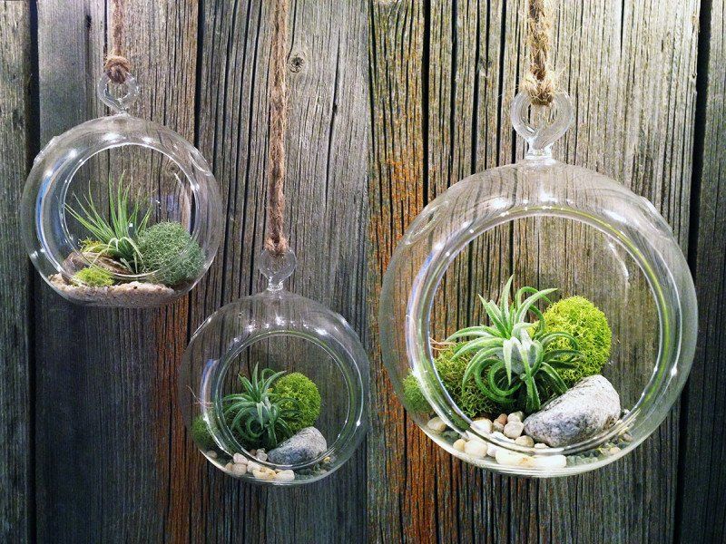 Kreasi Airplants, Tanaman Dekorasi Interior Modern Nggak Pake Ribet. Kamu Juga Bisa Bikin Sendiri