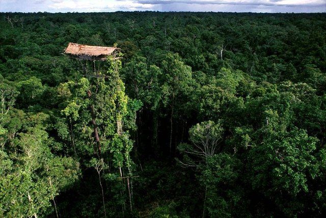 rumah suku korowai