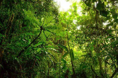 Bagaimana Saya Bertahan Hidup di Tengah Hutan?