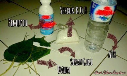 bahan untuk membuat tulang daun