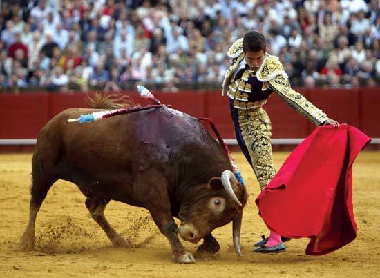 Banteng dan Matador