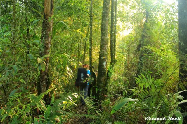 Hutan Jalur Selabintana 