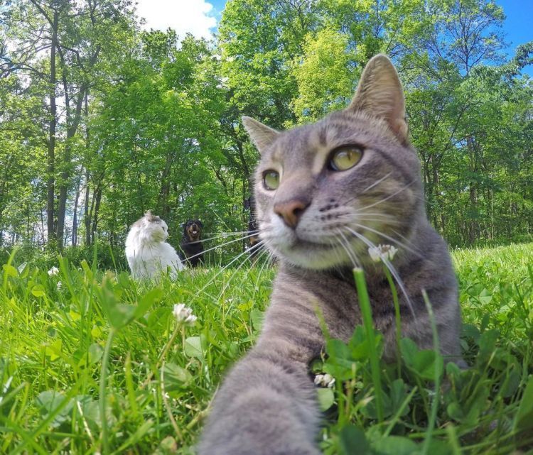 Kucing Ini Bisa Selfie Sendiri! Bahkan, Dia Punya 18 Foto 