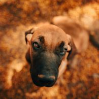 8 Cara Ini Bisa Menyelamatkanmu dari Anjing Galak. Siapa Tahu Dibutuhkan Saat Keadaan Mendesak