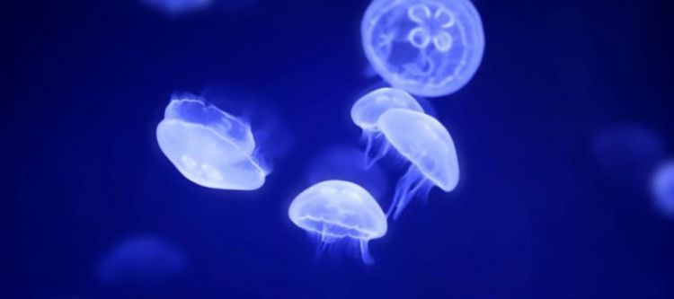 Mungkin alien seperti Jelly fish