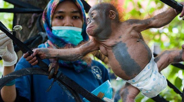 Memberi makan orangutan