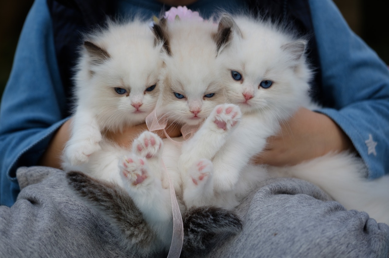 11 Ciri Kucing Anggora yang Asli. Kalau Belum Tahu Betul, Lebih Baik Nggak Usah Beli