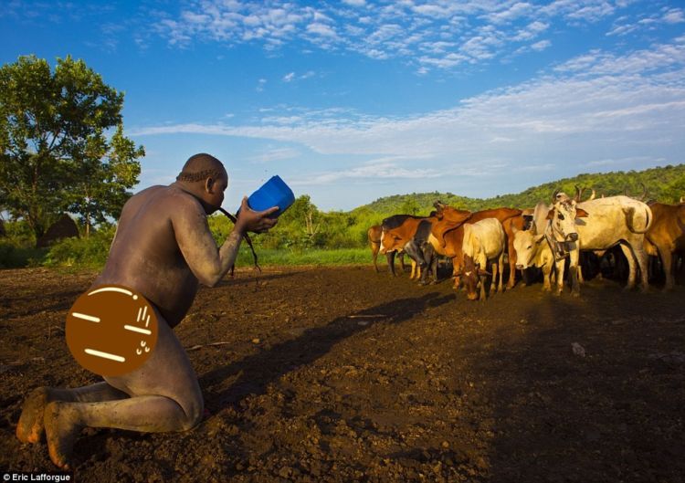 Minum ramuan darah sapi dan susu