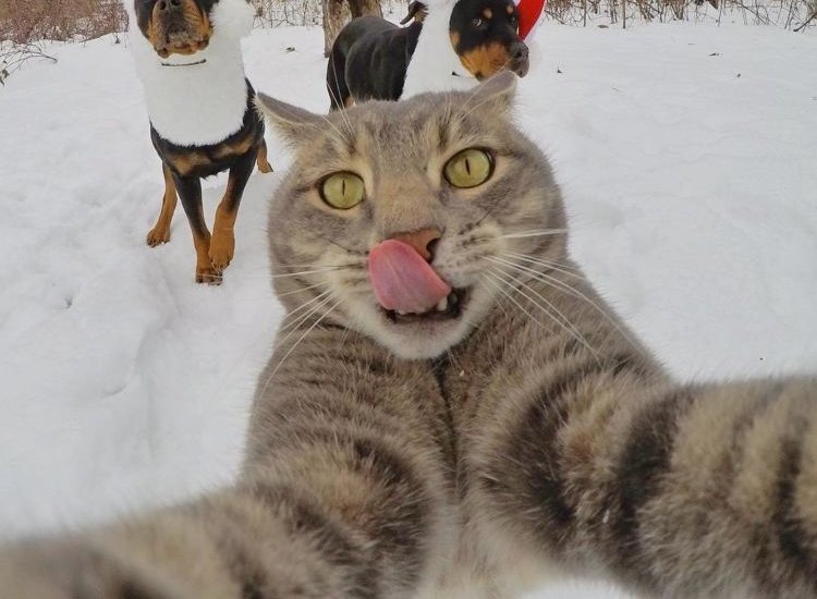 Kucing Ini Bisa Selfie Sendiri! Bahkan, Dia Punya 18 Foto yang Narsis Abis!