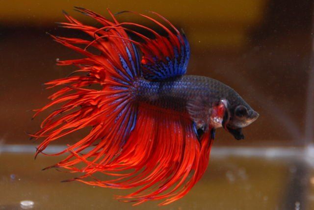 Crown Tail (Serit)