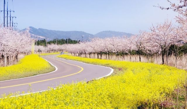 Cherry Blossom di Jeju