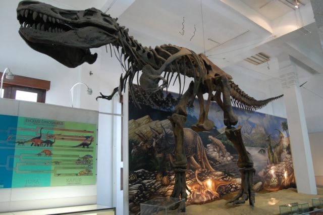 Fosil dinosaurus di Museum Geologi