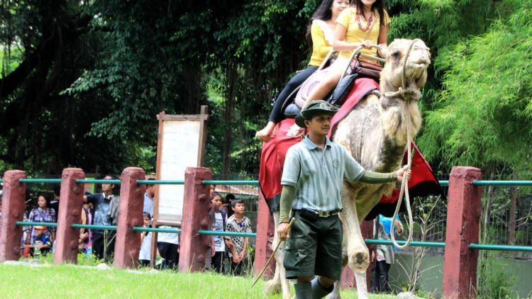 Yuk Berkunjung ke Gembira Loka Yogyakarta. Jangan Melulu Tempat Nongkrong, Biar Liburanmu Lebih Berfaedah