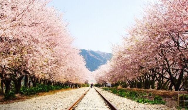 Jinhae Cherry Blossom Festival