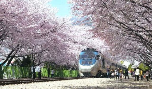 Cherry Blossom di Busan