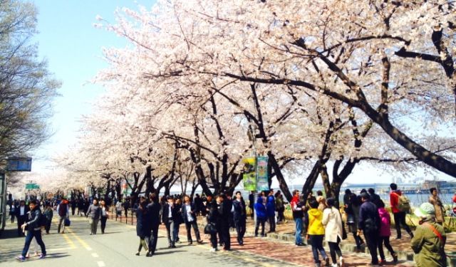 Cherry Blossom di Seoul