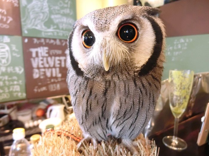 Pet Cafe Terbaru Jepang Menuai Kritik, Lihat Deh 10 Gambar Owl Cafe yang Lucu Tapi Kontroversial Ini