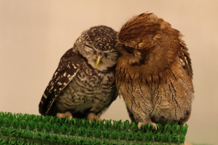 Pet Cafe Terbaru Jepang Menuai Kritik, Lihat Deh 10 Gambar Owl Cafe yang Lucu Tapi Kontroversial Ini