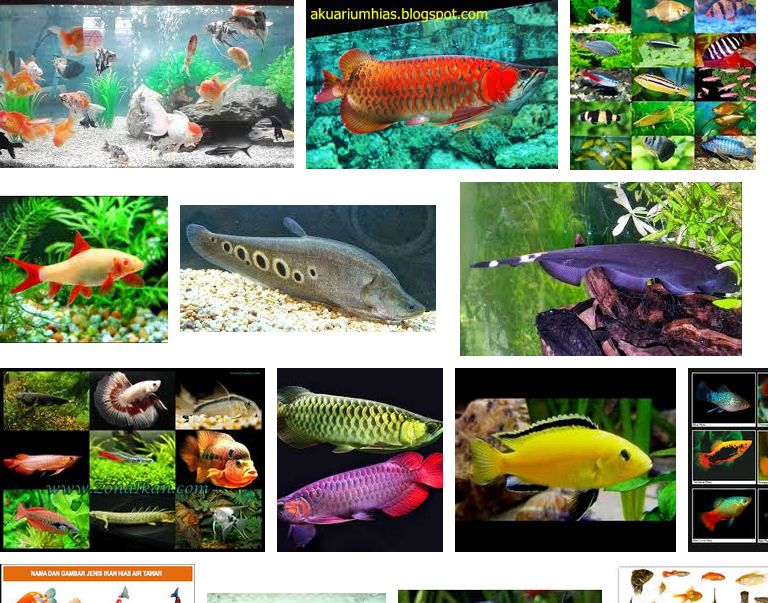 Jenis Ikan Hias Air Tawar Aquarium Terlengkap dari A-Z