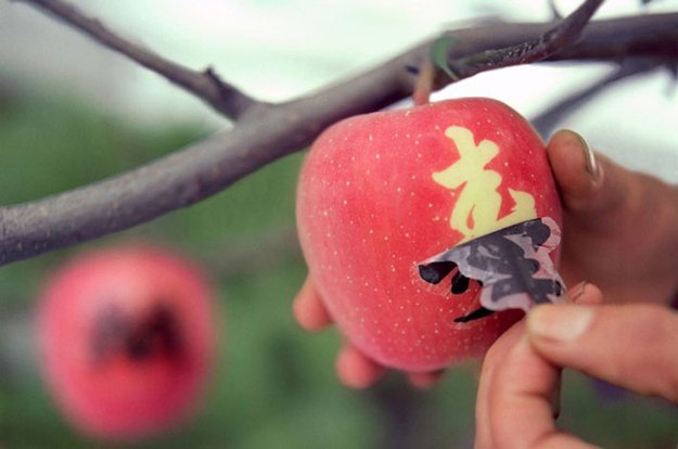 Melon Dijual Rp 350 Juta dan Satu Strawberi Sampai Rp 57 Juta. Buah-buah Di Jepang Ini Mahal Gila