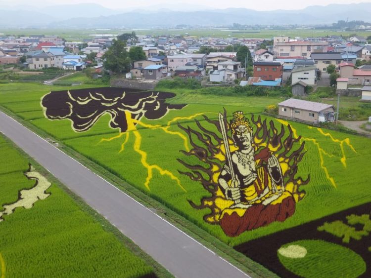 10 Seni Melukis Sawah di Jepang Ini Memang Luar Biasa, Bukan Dicat Apalagi Dibakar Lho