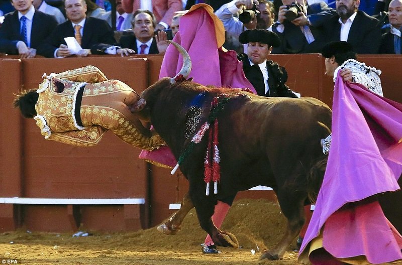 Pantatnya Diseruduk Banteng Hingga Duburnya Hancur, Kok Masih Ada Aja Ya yang Mau Jadi Matador?!