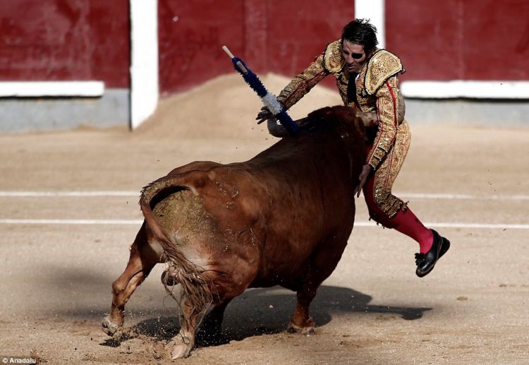 Pantatnya Diseruduk Banteng Hingga Duburnya Hancur, Kok Masih Ada Aja Ya yang Mau Jadi Matador?!