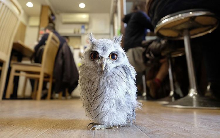 Pet Cafe Terbaru Jepang Menuai Kritik, Lihat Deh 10 Gambar Owl Cafe yang Lucu Tapi Kontroversial Ini