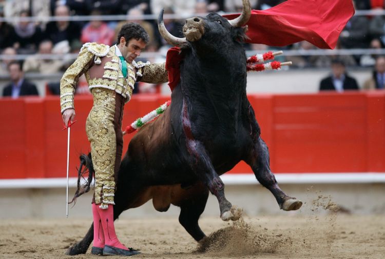 Pantatnya Diseruduk Banteng Hingga Duburnya Hancur, Kok Masih Ada Aja Ya yang Mau Jadi Matador?!