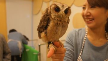 Pet Cafe Terbaru Jepang Menuai Kritik, Lihat Deh 10 Gambar Owl Cafe yang Lucu Tapi Kontroversial Ini