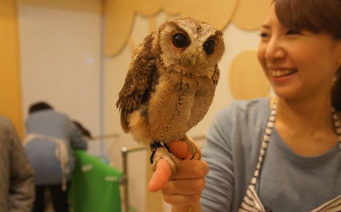 Pet Cafe Terbaru Jepang Menuai Kritik, Lihat Deh 10 Gambar Owl Cafe yang Lucu Tapi Kontroversial Ini