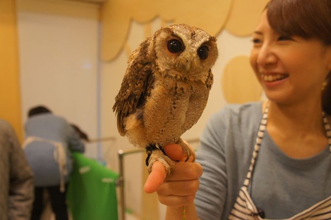 Pet Cafe Terbaru Jepang Menuai Kritik, Lihat Deh 10 Gambar Owl Cafe yang Lucu Tapi Kontroversial Ini