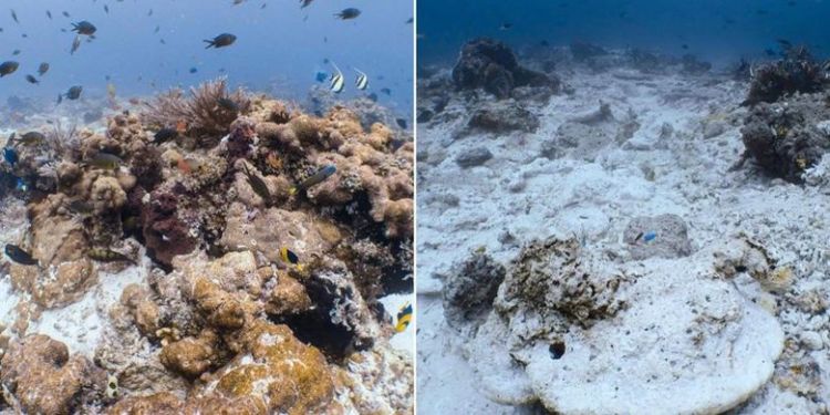 Terumbu Karang di Raja Ampat Seluas 1.600 Meter Persegi Dihantam Kapal Raksasa. Hancur Sudah, Hancur....