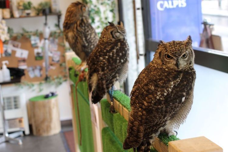 Pet Cafe Terbaru Jepang Menuai Kritik, Lihat Deh 10 Gambar Owl Cafe yang Lucu Tapi Kontroversial Ini