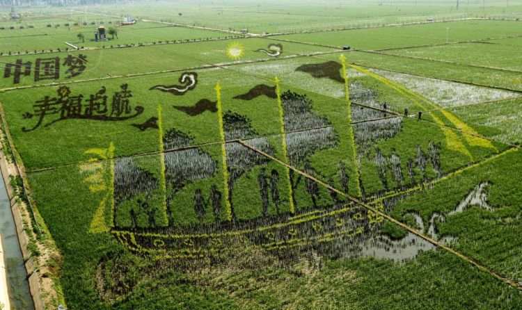 10 Seni Melukis Sawah di Jepang Ini Memang Luar Biasa, Bukan Dicat Apalagi Dibakar Lho