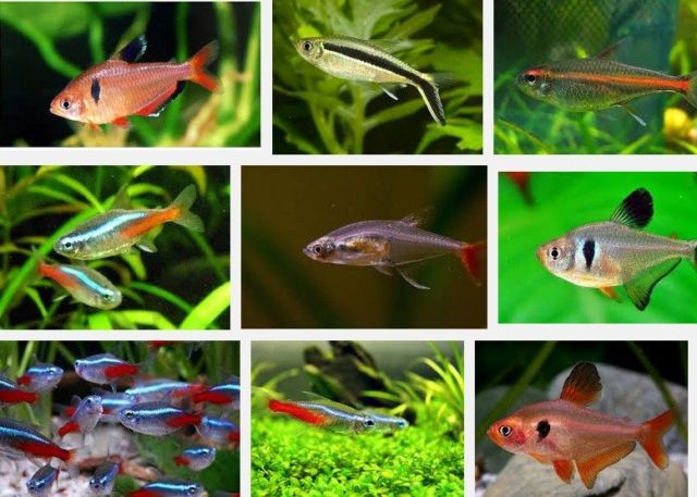 Ikan Hias Kecil dan Cantik tahan Lama