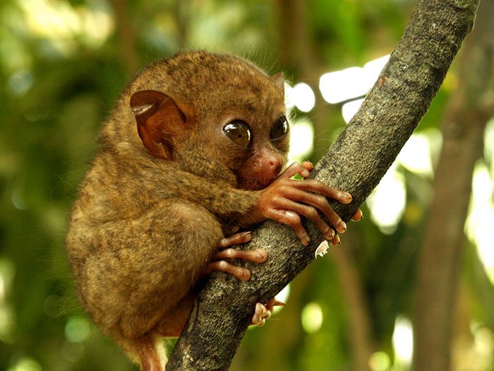 15 Bayi Hewan Langka Ini Imutnya Kebangetan, Rela Deh Kayaknya Digigit :)