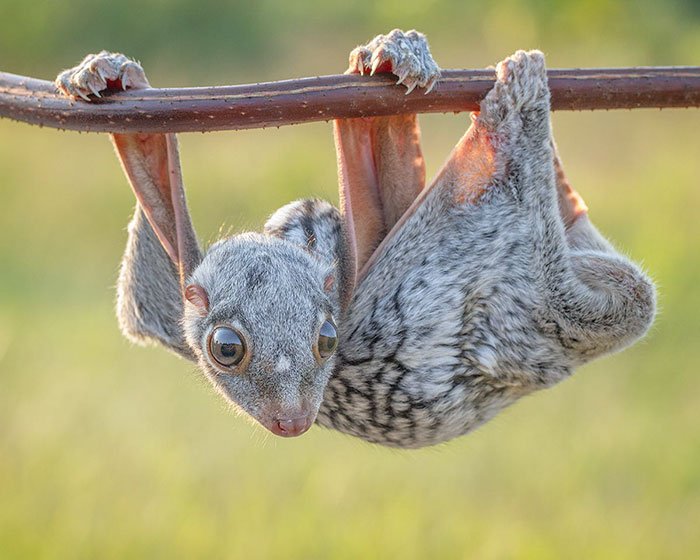 15 Bayi Hewan Langka Ini Imutnya Kebangetan, Rela Deh Kayaknya Digigit :)