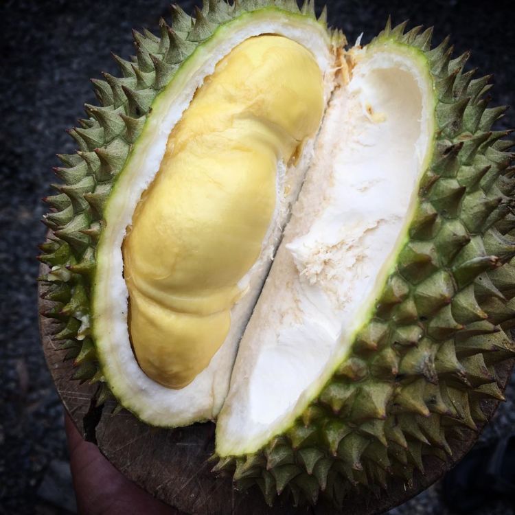 7 Manfaat Istimewa Buah Durian Buat Kesehatan. Memang Yah, Makanan Satu Ini Memang Endheus Banget!