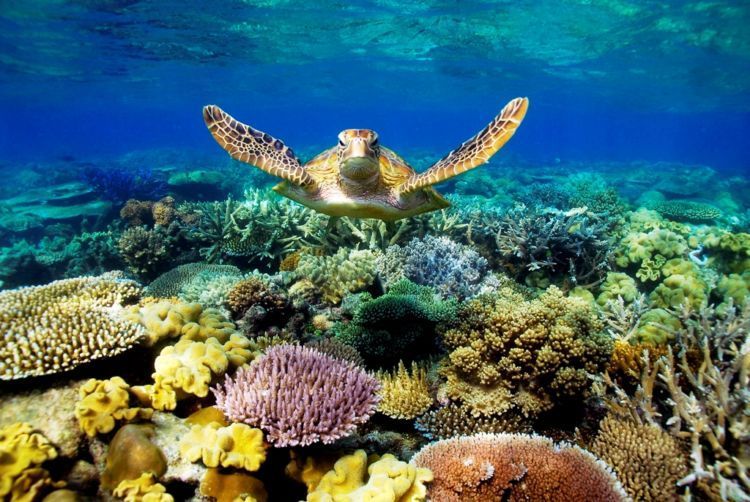 Masih Berkabung dari Rusaknya Karang Raja Ampat, Ternyata Great Barrier Reef Australia Juga Sekarat