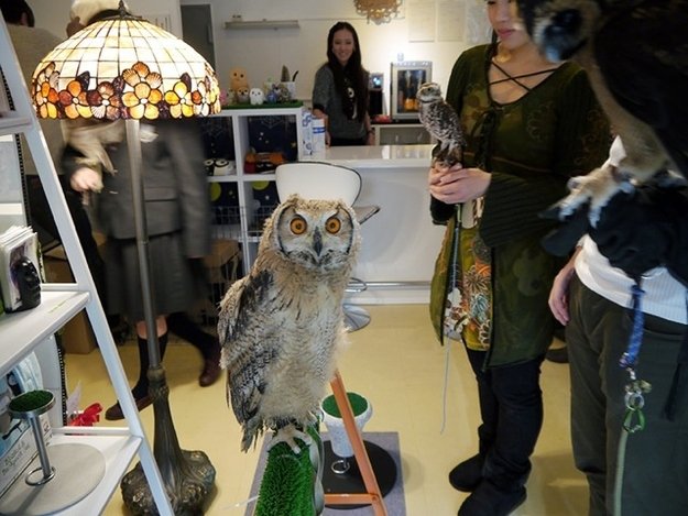 Pet Cafe Terbaru Jepang Menuai Kritik, Lihat Deh 10 Gambar Owl Cafe yang Lucu Tapi Kontroversial Ini