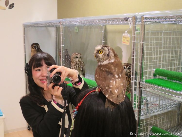 Pet Cafe Terbaru Jepang Menuai Kritik, Lihat Deh 10 Gambar Owl Cafe yang Lucu Tapi Kontroversial Ini