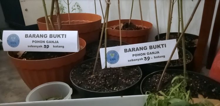 Seorang Suami Ditangkap Karena Tanam Ganja untuk Obat Istrinya. Sedihnya, Istrinya Lalu Meninggal :(